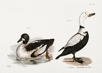 257. Whistler (Fuligula clangula) 258. Pied Duck (Fuligula labradora) illustration from Zoology of New York (1842–1844) by James Ellsworth De Kay. Original from The New York Public Library. Digitally enhanced by rawpixel.