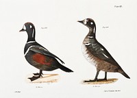 259. Harlequin Duck (Fuligula histrionica) 260. Ditto, immature illustration from Zoology of New York (1842&ndash;1844) by <a href="https://www.rawpixel.com/search/James%20Ellsworth%20De%20Kay?&amp;page=1">James Ellsworth De Kay</a>. Original from The New York Public Library. Digitally enhanced by rawpixel.