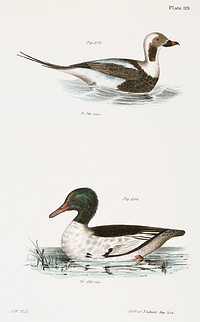 263. Oldwife (Fuliga glacialis) 264. Buff-breasted Sheldrake (Mergus merganser) illustration from Zoology of New York (1842&ndash;1844) by <a href="https://www.rawpixel.com/search/James%20Ellsworth%20De%20Kay?&amp;page=1">James Ellsworth De Kay</a>. Original from The New York Public Library. Digitally enhanced by rawpixel.