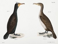 267. Double-crested Cormorant (Phalacracorax dilophus) 268. Ditto, immature illustration from Zoology of New York (1842&ndash;1844) by <a href="https://www.rawpixel.com/search/James%20Ellsworth%20De%20Kay?&amp;page=1">James Ellsworth De Kay</a>. Original from The New York Public Library. Digitally enhanced by rawpixel.