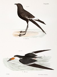 271. Wilson&#39;s Petrel (Thalassidroma wilsoni) 272. Black Skimmer (Rhynchops nigra) illustration from Zoology of New York (1842&ndash;1844) by <a href="https://www.rawpixel.com/search/James%20Ellsworth%20De%20Kay?&amp;page=1">James Ellsworth De Kay</a>. Original from The New York Public Library. Digitally enhanced by rawpixel.