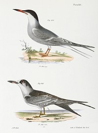 275. Tern (Sterna hirundo) 276. Ditto, young illustration from Zoology of New York (1842&ndash;1844) by <a href="https://www.rawpixel.com/search/James%20Ellsworth%20De%20Kay?&amp;page=1">James Ellsworth De Kay</a>. Original from The New York Public Library. Digitally enhanced by rawpixel.