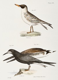 277. Cayenne Tern (Sterna cayana) 278. Black Tern (Sterna nigra) illustration from Zoology of New York (1842&ndash;1844) by <a href="https://www.rawpixel.com/search/James%20Ellsworth%20De%20Kay?&amp;page=1">James Ellsworth De Kay</a>. Original from The New York Public Library. Digitally enhanced by rawpixel.