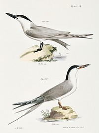 279. Marsh Tern (Sterna anglica) 280. Roseate Tern (Sterna dougalli) illustration from Zoology of New York (1842&ndash;1844) by <a href="https://www.rawpixel.com/search/James%20Ellsworth%20De%20Kay?&amp;page=1">James Ellsworth De Kay</a>. Original from The New York Public Library. Digitally enhanced by rawpixel.