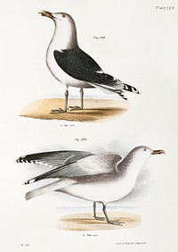 283. Great Black-backed Gull (Larus marinus) 284. Winter Gull (Larus argentatus) illustration from Zoology of New York (1842&ndash;1844) by <a href="https://www.rawpixel.com/search/James%20Ellsworth%20De%20Kay?&amp;page=1">James Ellsworth De Kay</a>. Original from The New York Public Library. Digitally enhanced by rawpixel.