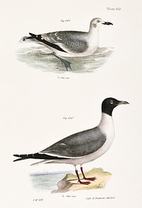 289, 290. Laughing Gull, young (Larus atricilla) illustration from Zoology of New York (1842&ndash;1844) by <a href="https://www.rawpixel.com/search/James%20Ellsworth%20De%20Kay?&amp;page=1">James Ellsworth De Kay</a>. Original from The New York Public Library. Digitally enhanced by rawpixel.