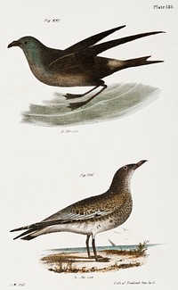 295. Fork-tailed Petrel (Thalassidroma leachi) 296. Laughing Gull (Larus atricilla) illustration from Zoology of New York (1842&ndash;1844) by <a href="https://www.rawpixel.com/search/James%20Ellsworth%20De%20Kay?&amp;page=1">James Ellsworth De Kay</a>. Original from The New York Public Library. Digitally enhanced by rawpixel.