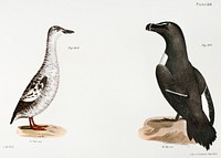 303. Black Guillemot (Uria grylle) 304. Razorbill (Alca torda) illustration from Zoology of New York (1842&ndash;1844) by <a href="https://www.rawpixel.com/search/James%20Ellsworth%20De%20Kay?&amp;page=1">James Ellsworth De Kay</a>. Original from The New York Public Library. Digitally enhanced by rawpixel.