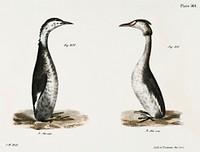 305. Horned Grebe (Podiceps cornutus) 306. Crested Grebe (Podiceps cristatus) illustration from Zoology of New York (1842&ndash;1844) by <a href="https://www.rawpixel.com/search/James%20Ellsworth%20De%20Kay?&amp;page=1">James Ellsworth De Kay</a>. Original from The New York Public Library. Digitally enhanced by rawpixel.