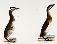 307. Red-necked Grebe (Podiceps rubricollis) 308. Dipper (Hydroka carolinensis) illustration from Zoology of New York (1842&ndash;1844) by <a href="https://www.rawpixel.com/search/James%20Ellsworth%20De%20Kay?&amp;page=1">James Ellsworth De Kay</a>. Original from The New York Public Library. Digitally enhanced by rawpixel.