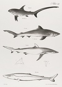 Different types of Sharks illustration from Zoology of New York (1842&ndash;1844) by <a href="https://www.rawpixel.com/search/James%20Ellsworth%20De%20Kay?&amp;page=1">James Ellsworth De Kay</a>. Original from The New York Public Library. Digitally enhanced by rawpixel.