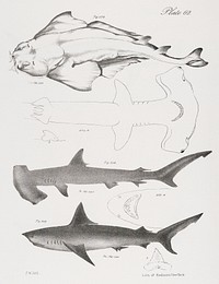 203. The American Angel-fish (Squatina dumerili) 204. The Hammer-headed Shark (Zyg&aelig;na malleus) 205. The Long-tailed Porbeagle (Lamna caudata) illustration from Zoology of New York (1842&ndash;1844) by <a href="https://www.rawpixel.com/search/James%20Ellsworth%20De%20Kay?&amp;page=1">James Ellsworth De Kay</a>. Original from The New York Public Library. Digitally enhanced by rawpixel.