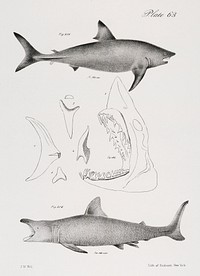 206. &amp; 207. The Mackerel Porbeagle (Lamna punctata) 208. The Basking Shark (Selachus maximus) illustration from Zoology of New York (1842&ndash;1844) by <a href="https://www.rawpixel.com/search/James%20Ellsworth%20De%20Kay?&amp;page=1">James Ellsworth De Kay</a>. Original from The New York Public Library. Digitally enhanced by rawpixel.