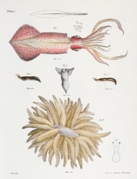 Different types of Squids illustration from Zoology of New York (1842&ndash;1844) by <a href="https://www.rawpixel.com/search/James%20Ellsworth%20De%20Kay?&amp;page=1">James Ellsworth De Kay</a>. Original from The New York Public Library. Digitally enhanced by rawpixel.