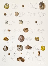 Different types of seashells illustration from Zoology of New York (1842&ndash;1844) by James Ellsworth De Kay. Original from The New York Public Library. Digitally enhanced by rawpixel.