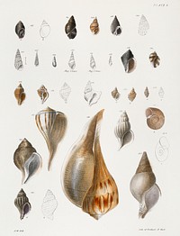 Different types of seashells illustration from Zoology of New York (1842&ndash;1844) by James Ellsworth De Kay. Original from The New York Public Library. Digitally enhanced by rawpixel.