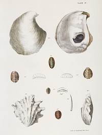 Different types of seashells illustration from Zoology of New York (1842&ndash;1844) by <a href="https://www.rawpixel.com/search/James%20Ellsworth%20De%20Kay?&amp;page=1">James Ellsworth De Kay</a>. Original from The New York Public Library. Digitally enhanced by rawpixel.