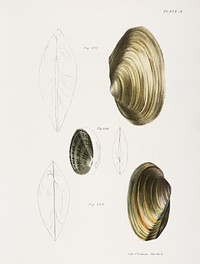 234. Anodon fluviatilis. 235. Anodon benedictensis. 236. Unio radiatus. illustration from Zoology of New York (1842&ndash;1844) by <a href="https://www.rawpixel.com/search/James%20Ellsworth%20De%20Kay?&amp;page=1">James Ellsworth De Kay</a>. Original from The New York Public Library. Digitally enhanced by rawpixel.