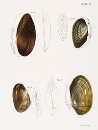 Different types of sea shells illustration from Zoology of New York (1842&ndash;1844) by <a href="https://www.rawpixel.com/search/James%20Ellsworth%20De%20Kay?&amp;page=1">James Ellsworth De Kay</a>. Original from The New York Public Library. Digitally enhanced by rawpixel.