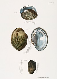 243. Unio cariosus. 244. Unio Id. 245. Unio compressus. illustration from Zoology of New York (1842&ndash;1844) by <a href="https://www.rawpixel.com/search/James%20Ellsworth%20De%20Kay?&amp;page=1">James Ellsworth De Kay</a>. Original from The New York Public Library. Digitally enhanced by rawpixel.