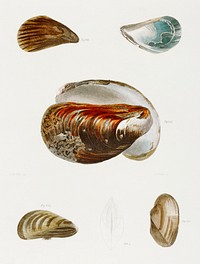 Different types of seashells illustration from Zoology of New York (1842&ndash;1844) by <a href="https://www.rawpixel.com/search/James%20Ellsworth%20De%20Kay?&amp;page=1">James Ellsworth De Kay</a>. Original from The New York Public Library. Digitally enhanced by rawpixel.