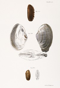 290. Mya arenaria. 291. Solemya borealis. 292. Solemya velum. illustration from Zoology of New York (1842&ndash;1844) by <a href="https://www.rawpixel.com/search/James%20Ellsworth%20De%20Kay?&amp;page=1">James Ellsworth De Kay</a>. Original from The New York Public Library. Digitally enhanced by rawpixel.
