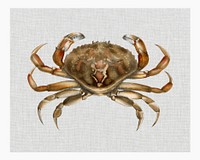 Vintage rock crab (Platycarcinus irroratus) wall art print and poster.