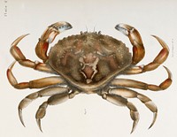 2. Rock crab (Platycarcinus irroratus) illustration from Zoology of New York (1842&ndash;1844) by <a href="https://www.rawpixel.com/search/James%20Ellsworth%20De%20Kay?&amp;page=1">James Ellsworth De Kay</a>. Original from The New York Public Library. Digitally enhanced by rawpixel.