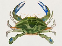 Vintage Illustration of Blue crab (Lupa decanta)
