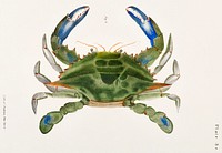 3. Blue crab (Lupa decanta) illustration from Zoology of New York (1842&ndash;1844) by James Ellsworth De Kay. Original from The New York Public Library. Digitally enhanced by rawpixel.