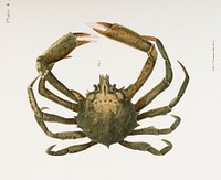 4. Spider crab (Libinia canaliculata) illustration from Zoology of New York (1842&ndash;1844) by <a href="https://www.rawpixel.com/search/James%20Ellsworth%20De%20Kay?&amp;page=1">James Ellsworth De Kay</a>. Original from The New York Public Library. Digitally enhanced by rawpixel.