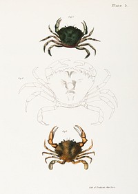 5. &amp; 6. Littoral crab (Carcinus moenas) 7. Lady crab (Platyonichus ocellatus) illustration from Zoology of New York (1842&ndash;1844) by <a href="https://www.rawpixel.com/search/James%20Ellsworth%20De%20Kay?&amp;page=1">James Ellsworth De Kay</a>. Original from The New York Public Library. Digitally enhanced by rawpixel.