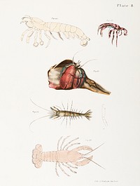 Different types of sea creatures illustration from Zoology of New York (1842&ndash;1844) by James Ellsworth De Kay. Original from The New York Public Library. Digitally enhanced by rawpixel.