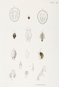 Different types of sea creatures illustration from Zoology of New York (1842&ndash;1844) by <a href="https://www.rawpixel.com/search/James%20Ellsworth%20De%20Kay?&amp;page=1">James Ellsworth De Kay</a>. Original from The New York Public Library. Digitally enhanced by rawpixel.