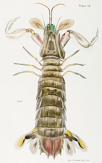 Mantis shrimp or stomatopod illustration from Zoology of New York (1842&ndash;1844) by <a href="https://www.rawpixel.com/search/James%20Ellsworth%20De%20Kay?&amp;page=1">James Ellsworth De Kay</a>. Original from The New York Public Library. Digitally enhanced by rawpixel.