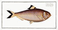 Chinese Herring (Clupea sinensis) from Ichtylogie, ou Histoire naturelle: g&eacute;nerale et particuli&eacute;re des poissons (1785&ndash;1797) by <a href="http://www.rawpixel.com/search/Marcus%20Elieser%20Bloch?sort=curated&amp;page=1">Marcus Elieser Bloch</a>. Original from New York Public Library. Digitally enhanced by rawpixel.