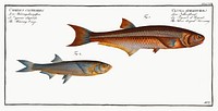 1. Silver-striped Herring (Clupea atherinoides) 2. Herring-Carp (Cyprinus clupeoides) from Ichtylogie, ou Histoire naturelle: g&eacute;nerale et particuli&eacute;re des poissons (1785&ndash;1797) by <a href="http://www.rawpixel.com/search/Marcus%20Elieser%20Bloch?sort=curated&amp;page=1">Marcus Elieser Bloch</a>. Original from New York Public Library. Digitally enhanced by rawpixel.