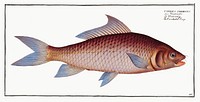 Cirrhated Carp (Cyprinus cirrhosus) from Ichtylogie, ou Histoire naturelle: g&eacute;nerale et particuli&eacute;re des poissons (1785&ndash;1797) by <a href="http://www.rawpixel.com/search/Marcus%20Elieser%20Bloch?sort=curated&amp;page=1">Marcus Elieser Bloch</a>. Original from New York Public Library. Digitally enhanced by rawpixel.
