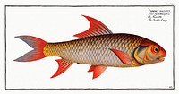 Sickle-Carp (Cyprinus falcatus) from Ichtylogie, ou Histoire naturelle: génerale et particuliére des poissons (1785–1797) by Marcus Elieser Bloch. Original from New York Public Library. Digitally enhanced by rawpixel.