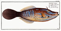 Smooth old Wife (Balistes laevis) from Ichtylogie, ou Histoire naturelle: g&eacute;nerale et particuli&eacute;re des poissons (1785&ndash;1797) by <a href="http://www.rawpixel.com/search/Marcus%20Elieser%20Bloch?sort=curated&amp;page=1">Marcus Elieser Bloch</a>. Original from New York Public Library. Digitally enhanced by rawpixel.