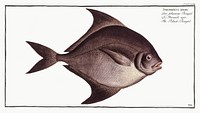 Black-Pampel (Stromateus niger) from Ichtylogie, ou Histoire naturelle: g&eacute;nerale et particuli&eacute;re des poissons (1785&ndash;1797) by <a href="http://www.rawpixel.com/search/Marcus%20Elieser%20Bloch?sort=curated&amp;page=1">Marcus Elieser Bloch</a>. Original from New York Public Library. Digitally enhanced by rawpixel.