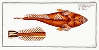 Shovel (Platycephalus Spathula) from Ichtylogie, ou Histoire naturelle: g&eacute;nerale et particuli&eacute;re des poissons (1785&ndash;1797) by <a href="http://www.rawpixel.com/search/Marcus%20Elieser%20Bloch?sort=curated&amp;page=1">Marcus Elieser Bloch</a>. Original from New York Public Library. Digitally enhanced by rawpixel.