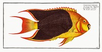 Treble-coloured (Chaetodon tricolor) from Ichtylogie, ou Histoire naturelle: génerale et particuliére des poissons (1785–1797) by Marcus Elieser Bloch. Original from New York Public Library. Digitally enhanced by rawpixel.