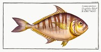 Toothless Mackrel (Scomber edentulus) from Ichtylogie, ou Histoire naturelle: g&eacute;nerale et particuli&eacute;re des poissons (1785&ndash;1797) by <a href="http://www.rawpixel.com/search/Marcus%20Elieser%20Bloch?sort=curated&amp;page=1">Marcus Elieser Bloch</a>. Original from New York Public Library. Digitally enhanced by rawpixel.