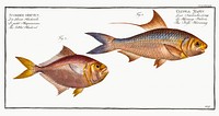 1. Nose-Herring (Clupea Nasus) 2. Little Mackrel (Scomber minutus) from Ichtylogie, ou Histoire naturelle: g&eacute;nerale et particuli&eacute;re des poissons (1785&ndash;1797) by Marcus Elieser Bloch. Original from New York Public Library. Digitally enhanced by rawpixel.