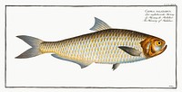 Herring of Malabar (Clupea malabarica) from Ichtylogie, ou Histoire naturelle: g&eacute;nerale et particuli&eacute;re des poissons (1785&ndash;1797) by <a href="http://www.rawpixel.com/search/Marcus%20Elieser%20Bloch?sort=curated&amp;page=1">Marcus Elieser Bloch</a>. Original from New York Public Library. Digitally enhanced by rawpixel.