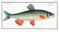 Nase-Carp (Cyprinus Nasus) from Ichtylogie, ou Histoire naturelle: génerale et particuliére des poissons (1785–1797) by Marcus Elieser Bloch. Original from New York Public Library. Digitally enhanced by rawpixel.