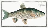 Chub (Cyprinus Jeses) from Ichtylogie, ou Histoire naturelle: g&eacute;nerale et particuli&eacute;re des poissons (1785&ndash;1797) by <a href="http://www.rawpixel.com/search/Marcus%20Elieser%20Bloch?sort=curated&amp;page=1">Marcus Elieser Bloch</a>. Original from New York Public Library. Digitally enhanced by rawpixel.