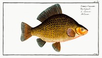 Crucian (Cyprinus Carassius) from Ichtylogie, ou Histoire naturelle: g&eacute;nerale et particuli&eacute;re des poissons (1785&ndash;1797) by Marcus Elieser Bloch. Original from New York Public Library. Digitally enhanced by rawpixel.