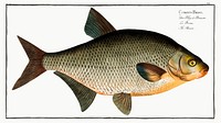 Bream (Cyprinus Brama) from Ichtylogie, ou Histoire naturelle: g&eacute;nerale et particuli&eacute;re des poissons (1785&ndash;1797) by <a href="http://www.rawpixel.com/search/Marcus%20Elieser%20Bloch?sort=curated&amp;page=1">Marcus Elieser Bloch</a>. Original from New York Public Library. Digitally enhanced by rawpixel.